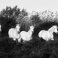 Camargue gardian herds wild mares in the marshes by Jean Gill