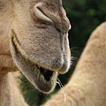 Camel Photograph by M Kathleen Warren Camel Photograph by M Kathleen Warren