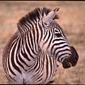 Camera Shy Zebra Photograph by Russ Considine Camera Shy Zebra Photograph by Russ Considine