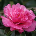 Camilla Flower Photograph by Heather E Harman Camilla Flower Photograph by Heather E Harman