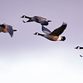 Canada Geese in Flight Photograph by Rehna George Canada Geese in Flight Photograph by Rehna George