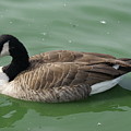 Canada Goose Photograph by Heather E Harman Canada Goose Photograph by Heather E Harman