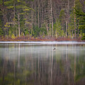 Canada Goose on a Misty Swift River Morning Photograph by William Dickman Canada Goose on a Misty Swift River Morning Photograph by William Dickman