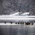 Canadian Geese Gathering Photograph by Mary Walchuck Canadian Geese Gathering Photograph by Mary Walchuck