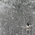 Canadian Goose in Snow 1 Photograph by Melissa Southern Canadian Goose in Snow 1 Photograph by Melissa Southern