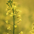 Canola Flowers Photograph by Karen Rispin Canola Flowers Photograph by Karen Rispin