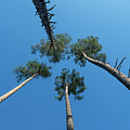 Canopies And Stems Of Four High Conifers Growing Close Together To The Blue Sky Photograph by Andreas Berthold Canopies And Stems Of Four High Conifers Growing Close Together To The Blue Sky Photograph by Andreas Berthold