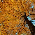 Canopy of Color Photograph by Mary Walchuck Canopy of Color Photograph by Mary Walchuck