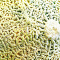 Can't Elope Photograph by Jay Heifetz Can't Elope Photograph by Jay Heifetz