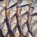 Canyons Of The Blackjack Pine Digital Art by Becky Titus Canyons Of The Blackjack Pine Digital Art by Becky Titus
