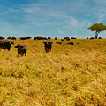 Cape buffalo in the Serengeti Photograph by Bruce Block