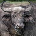 Young Cape Buffalo Portrait #2 by Leslie Struxness