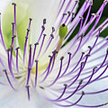 Caper Plant 9327-051924-2 by Tam Ryan