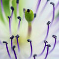 Caper Plant 9328-051924-2 by Tam Ryan