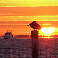 Captiva Island Sunrise Photograph by Carolyn Hutchins Captiva Island Sunrise Photograph by Carolyn Hutchins