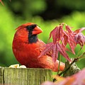 Cardinal Close Up Photograph by Jason Fink Cardinal Close Up Photograph by Jason Fink