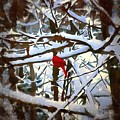 Cardinal in the Snowy Trees Mixed Media by Christopher Reed Cardinal in the Snowy Trees Mixed Media by Christopher Reed