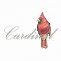 Cardinal - Male Northern Cardinal Drawing by Karrie J Butler Cardinal - Male Northern Cardinal Drawing by Karrie J Butler