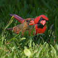 Cardinal Mates Photograph by Larry Marshall Cardinal Mates Photograph by Larry Marshall
