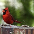 Cardinal on Brick wall by Robert Sharpe