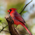 Cardinal Profile by Cheri Freeman