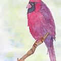 Cardinal Visiting Painting by Anne Katzeff Cardinal Visiting Painting by Anne Katzeff