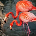 Caribbean Flamingos Photograph by Matthew Adelman Caribbean Flamingos Photograph by Matthew Adelman
