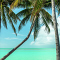 Caribbean paradise, Marathon, Florida Keys by Delphimages Photo Creations