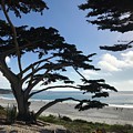 Carmel Beach Painting by Luisa Millicent Carmel Beach Painting by Luisa Millicent