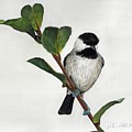 Carolina Chickadee Painting by Heather E Harman Carolina Chickadee Painting by Heather E Harman