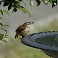 Carolina Wren Photograph by Heather E Harman Carolina Wren Photograph by Heather E Harman