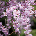 Cascading Cherry Blossoms by Linda Bonaccorsi