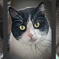 Three cats--one image by Donald Kinney