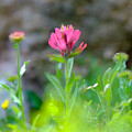Castilleja Haze by Emily Caldwell