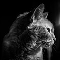 Cat Glancing by David Patterson