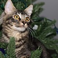 Cat in a Christmas Tree Photograph by Mingming Jiang Cat in a Christmas Tree Photograph by Mingming Jiang
