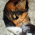 Cat in the House Photograph by Rick Deacon Cat in the House Photograph by Rick Deacon