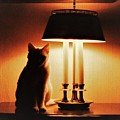 Cat Lamp Photograph by John Linnemeyer Cat Lamp Photograph by John Linnemeyer