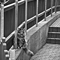 Cat on a fence Photograph by Naomi Maya Cat on a fence Photograph by Naomi Maya