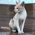 Cat Sitting On Marble Floor Photograph by Prashant Dalal Cat Sitting On Marble Floor Photograph by Prashant Dalal