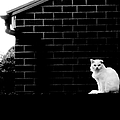 Cat With The Floppy Ear by Call Me Abbie - Abbie Shores