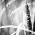 Cats Tail Reed by Mike Fusaro