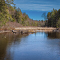 Cattails on Eighth Lake by David Patterson