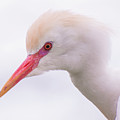 Cattle Egret Photograph by Carolyn Hutchins Cattle Egret Photograph by Carolyn Hutchins