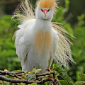 Cattle Egret Fluff Photograph by Jennifer Robin Cattle Egret Fluff Photograph by Jennifer Robin