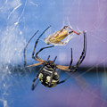 Caught in the Web Photograph by Melissa Southern Caught in the Web Photograph by Melissa Southern