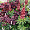 Cawdor Castle Lupins, 2015 Painting by PJ Kirk Cawdor Castle Lupins, 2015 Painting by PJ Kirk
