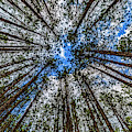 CCC Pines Lookup Photograph by Joe Holley CCC Pines Lookup Photograph by Joe Holley