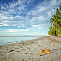 CeCe the Beach Cat Photograph by Becqi Sherman CeCe the Beach Cat Photograph by Becqi Sherman