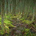 Cedar Swamp at Franklin Parker Preserve Photograph by Kristia Adams Cedar Swamp at Franklin Parker Preserve Photograph by Kristia Adams